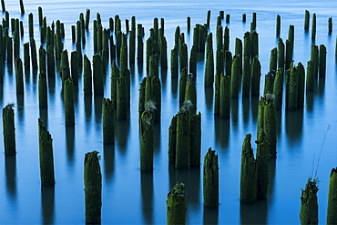 Pilings in the river mark the location of bygone industry, Astoria, Oregon, United States of America