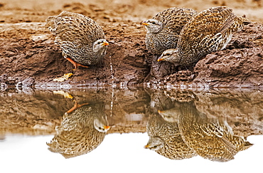 Three Natal spurfowl (Pternistis natalensis) drinking from the water's edge, Botswana