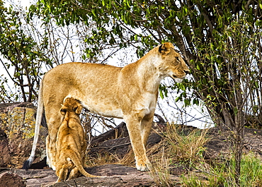 Lioness (Panthera leo) nursing her cub, Serengeti, Kenya