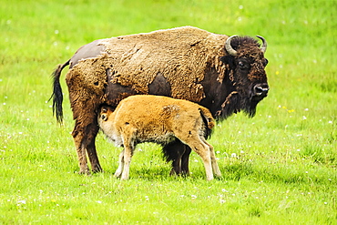 Bison nursing it's young, Yellowstone National Park, Wyoming, United States of America