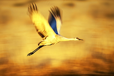 Sandhill crane (Antigone canadensis) in flight, Bosque Del Apache Wildlife Refuge, New Mexico, United States of America