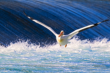 Pelican (Pelecanidae) flying over the water, Calgary, Alberta, Canada