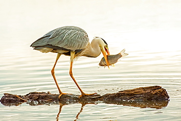 Heron (Ardeidae) with a fish in it's mouth, Kiskunsag National Park, Pusztaszer, Hungary