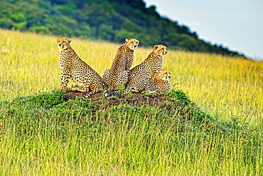 Four Cheetahs (Acinonyx jubatus) sitting on an ant mound, Kenya