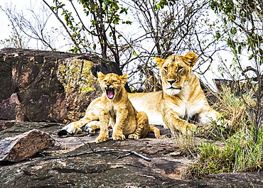 Lioness (Panthera leo) and cub, Serengeti, Kenya