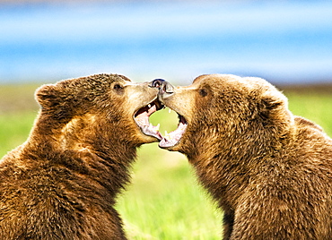 Two Kodiak Bears (Ursus arctos middendorffi) being affectionate and playful as they sit in grass, Katmai National Park, Alaska, United States of America