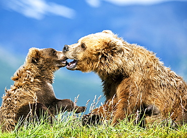 Kodiak Bears (Ursus arctos middendorffi) sow and cub being affectionate and playful as they sit in grass on a mountainside, Katmai National Park, Alaska, United States of America