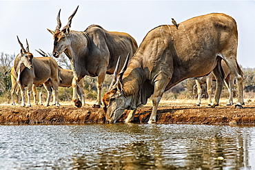 Eland (Taurotragus oryx) drinking water, Mashatu, Botswana