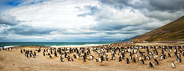 Gentoo penguins (Pygoscelis papua), stitched panorama, The Neck, Saunder's Island, Faulkland Islands