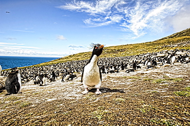 Rockhopper Penguins, the rookery, Saunder's Island, Falkland Islands