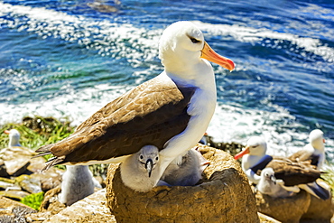 Black-Browed albatross (Thalassarche melanophris), the rookery, Falkland Islands