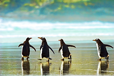 Gentoo penguins (Pygoscelis papua) walking on the wet sand, The Neck, Saunder's Island, Falkland Islands