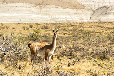 A Vicuna (Vicugna vicugna) is standing and looking at the camera in a desert setting with a hill in the background, Santa Cruz, Chile