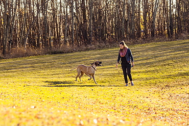 A beautiful young woman allowing her Great Dane to run and have fun in an off-leash dog park during a warm autumn evening, Edmonton, Alberta, Canada