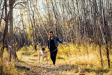 A beautiful woman stopping while walking her Great Dane through the woods in a city park on a warm fall evening, Edmonton, Alberta, Canada