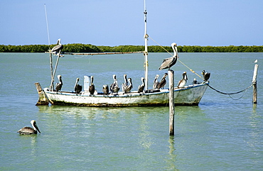 Eighteen Brown pelicans (Pelecanus occidentalis) on and around an old, small fishing boat in winter, Rio Lagartos, Yucatan, Mexico