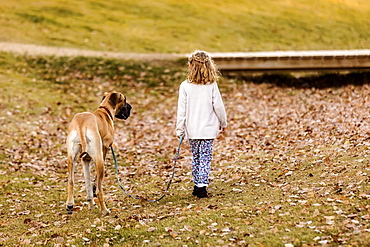 A little girl walking her Great Dane dog in a city dog park on a warm fall night, Edmonton, Alberta, Canada