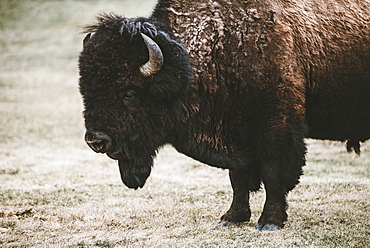 American Bison (Bison bison), Elk Island National Park, Alberta, Canada