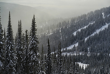 Sunlight illuminating fog over the frosty, snow-covered coniferous trees on the mountains at a ski resort, Sun Peaks, British Columbia, Canada