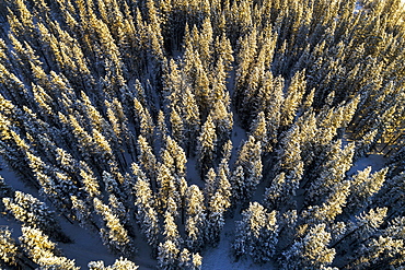 Aerial view of snow-covered evergreen trees, Alberta, Canada