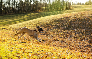 A Great Dane running through the leaves in an off-leash dog park during a warm fall evening, Edmonton, Alberta, Canada