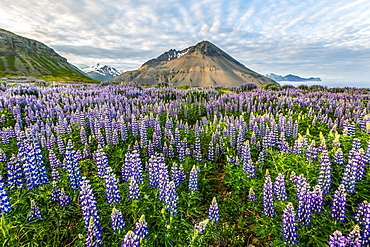 A beautiful volcanic mountain scene with wispy clouds and blue sky is accented in late evening light behind a field full of lupine wildflowers, Iceland