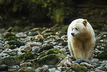 Kermode Bear (Ursus americanus kermodei), also known as the Spirit Bear, fishing in a stream in the Great Bear Rainforest, Hartley Bay, British Columbia, Canada