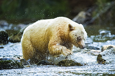 Kermode Bear (Ursus americanus kermodei), also known as the Spirit Bear, fishing in the Great Bear Rainforest, Hartley Bay, British Columbia, Canada