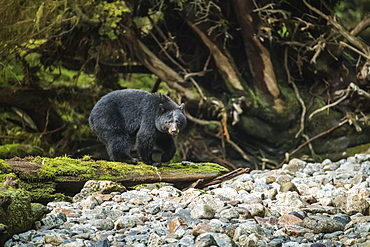 Black bear (Ursus americanus) fishing in the Great Bear Rainforest, Hartley Bay, British Columbia, Canada