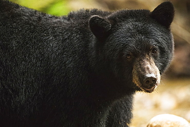 Close-up of a Black Bear (Ursus americanus), Great Bear Rainforest, Hartley Bay, British Columbia, Canada