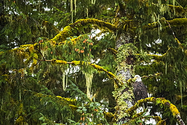 Bald Eagle (Haliaeetus leucocephalus) sitting in a tree in the Great Bear Rainforest, Hartley Bay, British Columbia, Canada