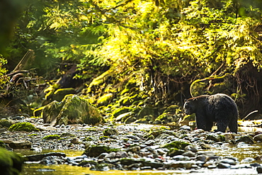 Black bear (Ursus americanus) fishing in a stream in the Great Bear Rainforest, Hartley Bay, British Columbia, Canada