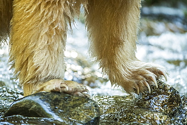 Spirit Bear, or Kermode Bear (Ursus americanus kermodei) fishing in the Great Bear Rainforest, Hartley Bay, British Columbia, Canada