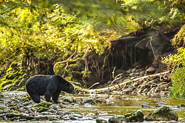 Black bear (Ursus americanus) fishing in a stream in the Great Bear Rainforest, Hartley Bay, British Columbia, Canada