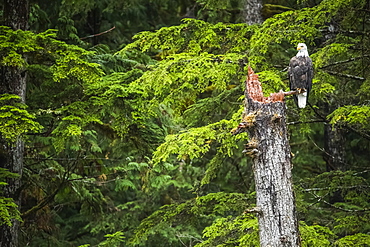 Bald Eagle (Haliaeetus leucocephalus) sitting in a tree in the Great Bear Rainforest, Hartley Bay, British Columbia, Canada