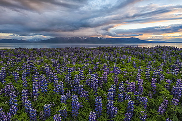 Lupines in the Icelandic landscape, Snaefellsness Peninsula, Iceland