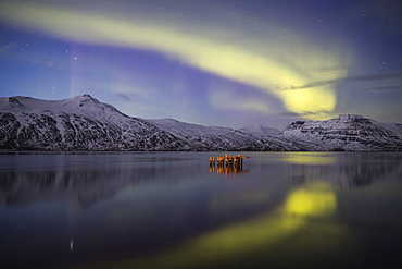 Aurora Borealis, or Northern lights, Djupavik, West Fjords, Iceland