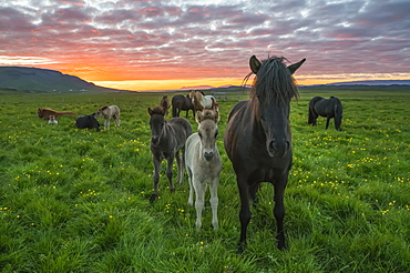 Icelandic horses walking in a grass field at sunset, Hofsos, Iceland