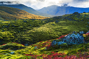 Beautiful colour on the mossy lava fields on the Snaefellsness Peninsula, Iceland