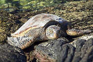 Hawaiian Green Sea Turtle (Chelonia mydas) resting on lava rocks at Kiholu Bay, South Kohala Coast, Island of Hawaii, Hawaii, United States of America