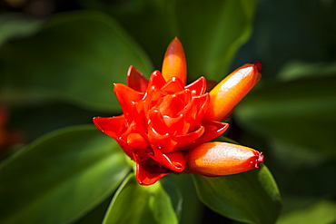 Close-up of an orange tropical flower in bloom, Hawaii Tropical Botanical Garden at Onomea Valley and Bay, near Hilo, Island of Hawaii, Hawaii, United States of America