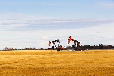 Working pumpjacks in the middle of a golden wheat field, post harvest, Edmonton, Alberta, Canada