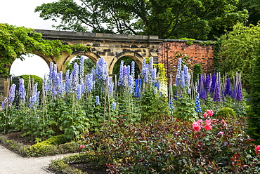 Flowers blossoming in The Alnwick Garden, Alnwick, Northumberland, England