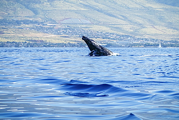 Humpback whale (Megaptera novaeangliae) inflated head lunge, Lahaina, Maui, Hawaii, United States of America