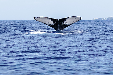 Humpback whale (Megaptera novaeangliae) tail fluke, Lahaina, Maui, Hawaii, United States of America