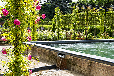 Roses on pergola near source pool in The Alnwick Garden, Northumberland, England