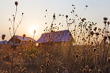 The setting sun over the summer houses in a village with tall grasses in the foreground, Tarusa, Russia