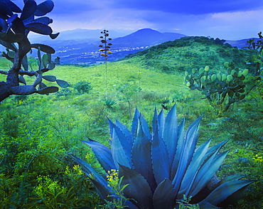 Agave plant on a lush landscape near Mexico City, Mexico