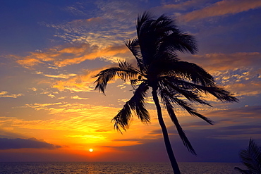 Palm tree at sunset, Wailea, Maui, Hawaii, United States of America