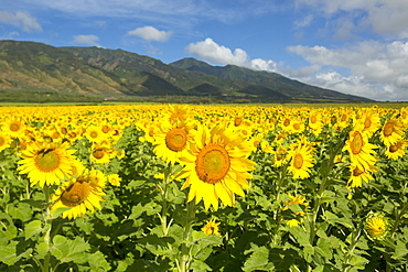 Large field of sunflowers in bloom in Central Maui. Flowers will be used for biofuel, Waiehu, Maui, Hawaii, United States of America